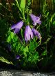 lilac campanulas