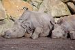 Rhinoceros