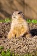 Prairie dog