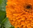 Calendula