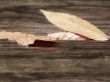 Leaf Reflection on Wood