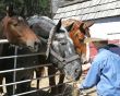 Feeding Horses