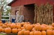 Pumpkins
