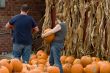 Pumpkins