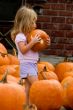 Pumpkins