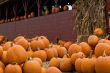 Pumpkins