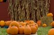 Pumpkins