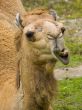 Camel 2