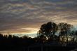 trees in sunset