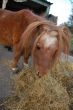 little pony eating