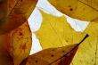 Autumn leaves