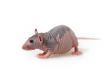 Naked rat