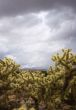 Cactus on a Stormy Day