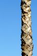Nice tree palm and blue sky