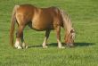 Horse grazing