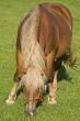 Horse grazing 2