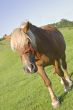 Horse portrait