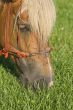 Horse grazing portrait