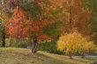 Autumn park
