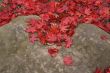 Maple leaves on the rock