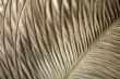 feather