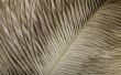 feather
