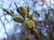 Bud of a violet willow