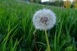 Fluffy dandelion