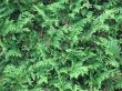 hedge from arbovitae