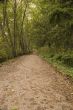 Path Into Trees
