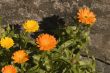 Bright Orange Flower