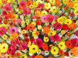 Floriade