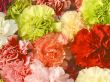 Floriade