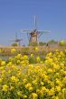 Kinderdijk