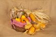 Yellow pumpkins and cobs