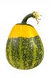 Green and yellow pumpkin