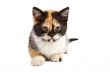 Kitten