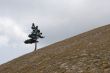 lone tree