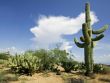 Saguaro and Cloud