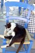 Black/white cat on a blue chair