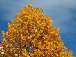 yellow tree in fall season