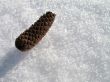 pinecone on white snow