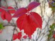 red leaf