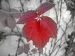 red leaf