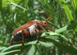 Cockchafer