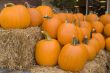 Pumpkins on Hay