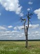 meadow, tree and clouded sky