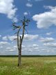 meadow, tree and clouded sky 2