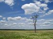 meadow, tree and clouded sky 3