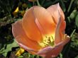 orange pink tulip